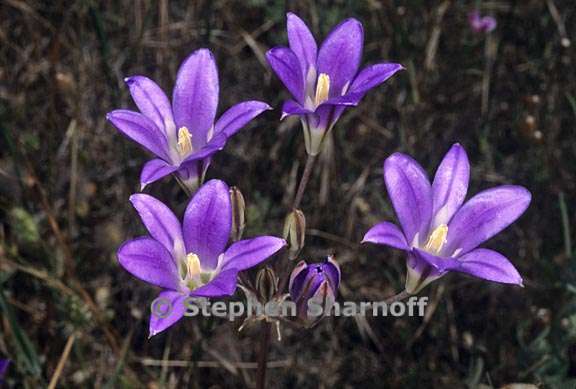 brodiaea elegans ssp elegans 4 graphic